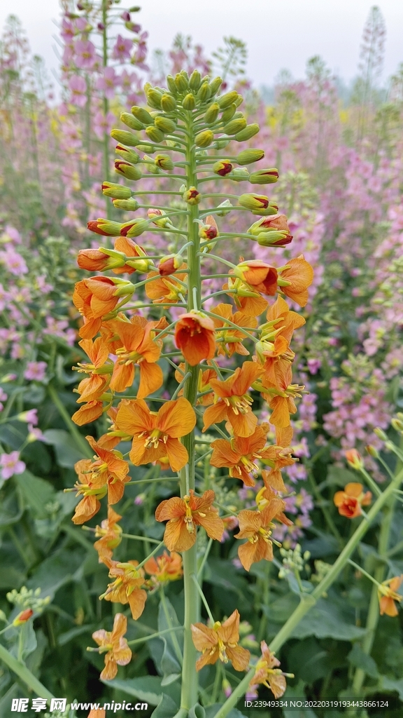 油菜花