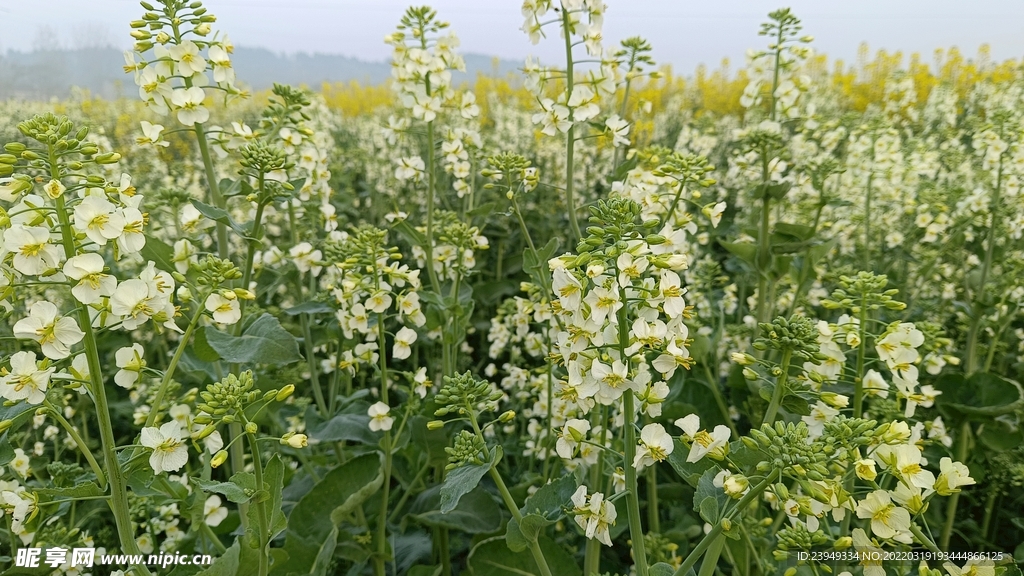油菜花