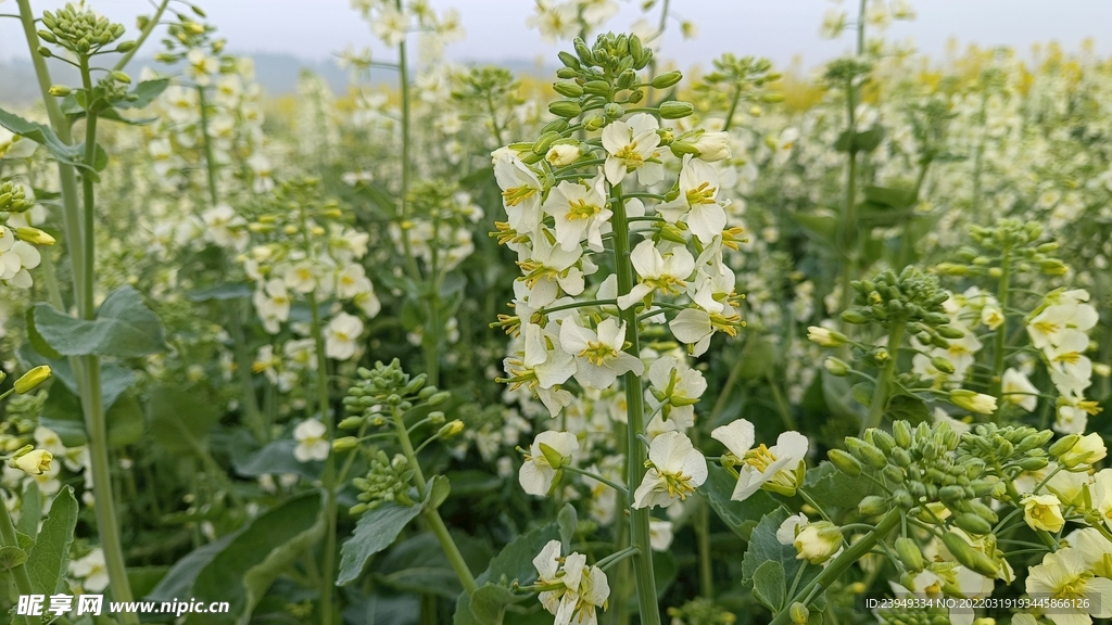 油菜花