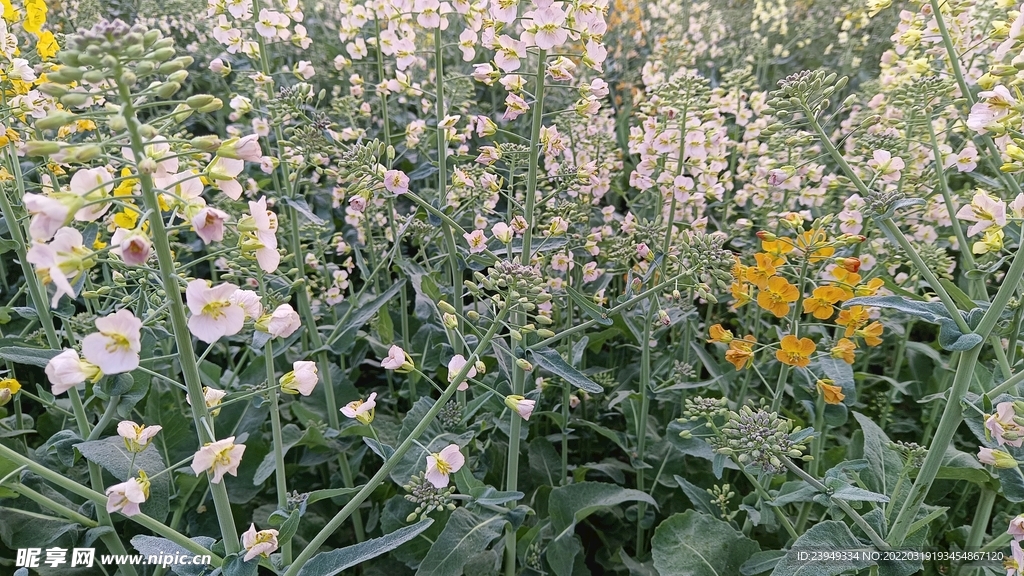 油菜花