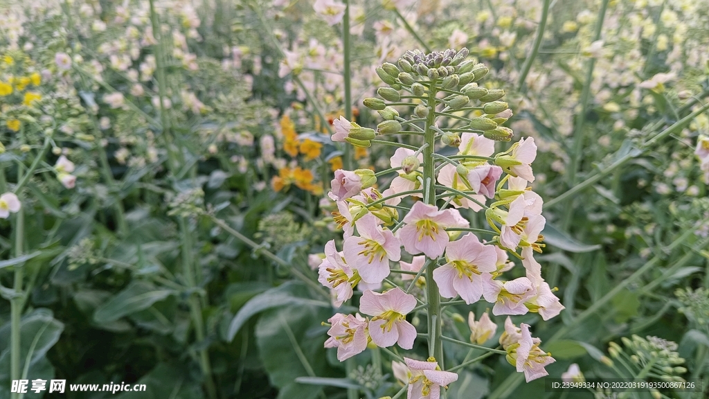 油菜花