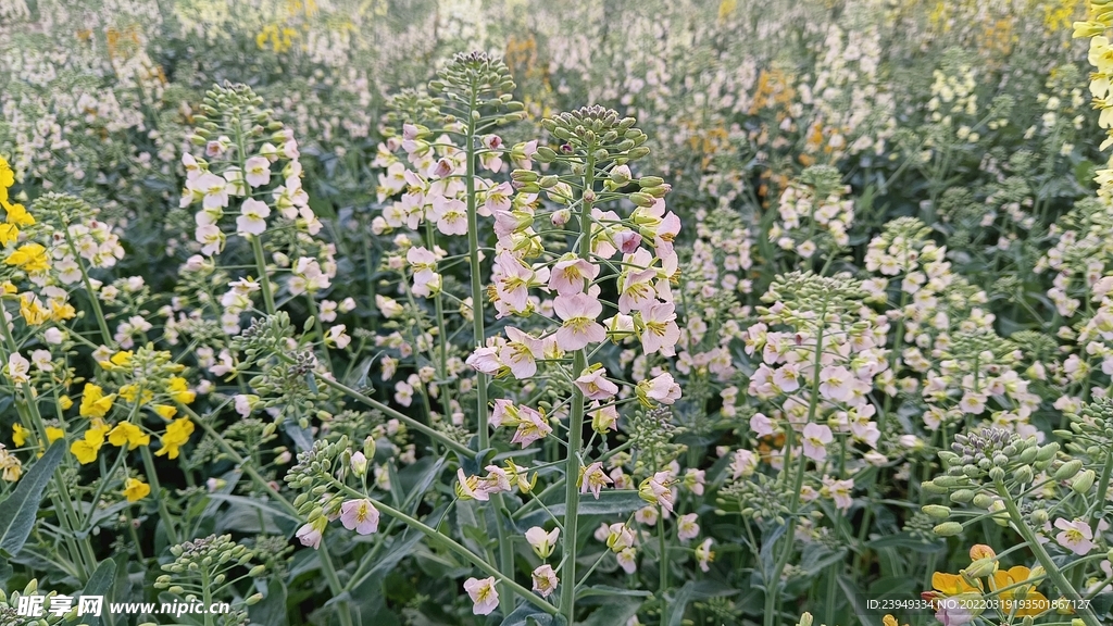 油菜花