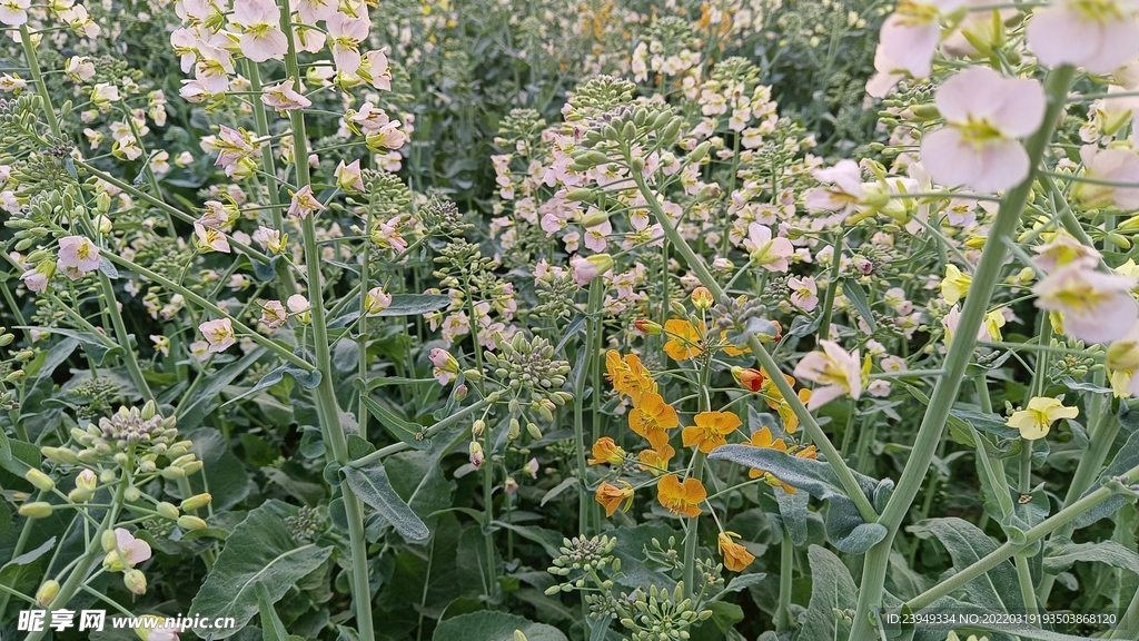 油菜花