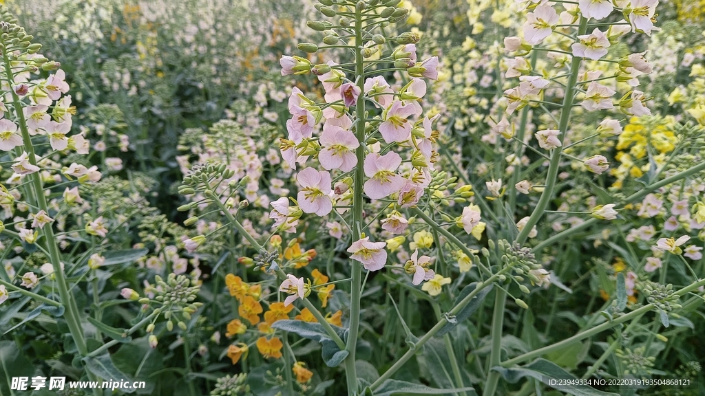 油菜花
