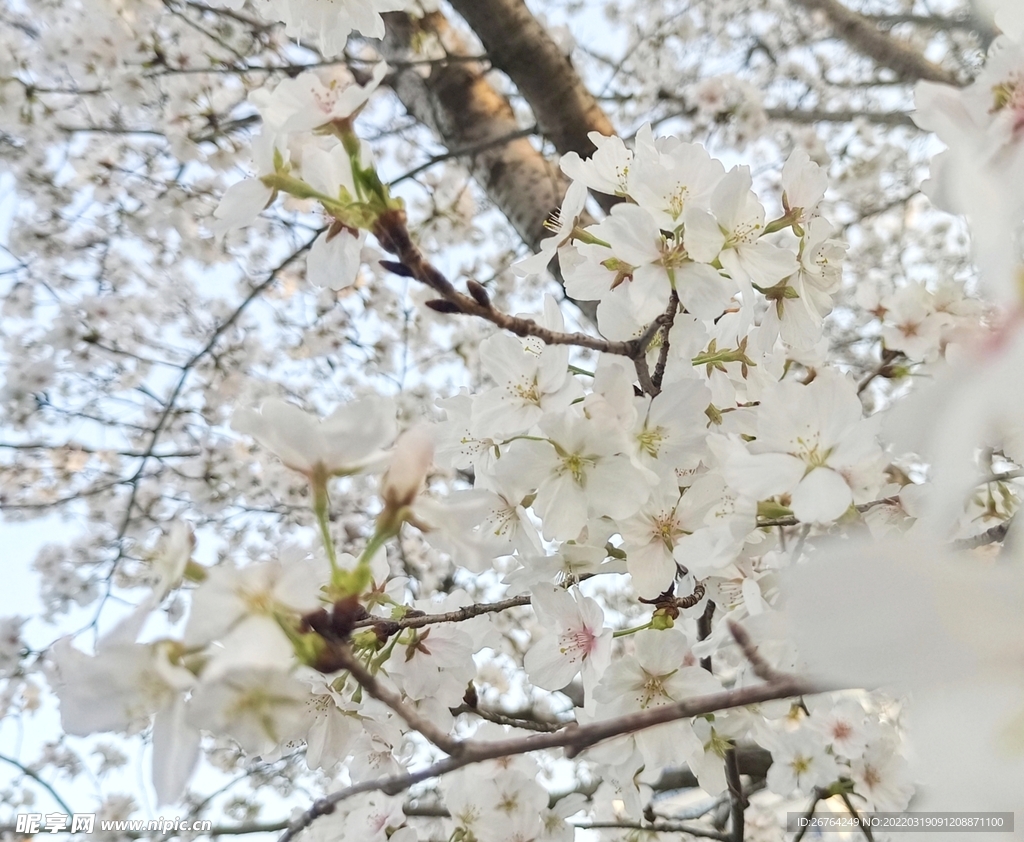樱花