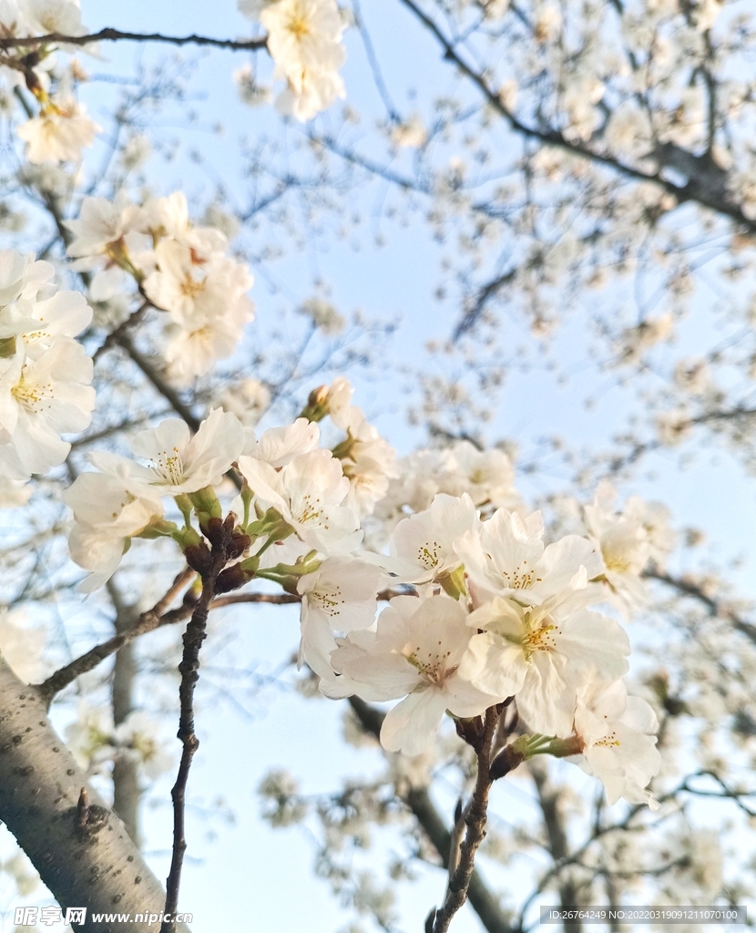 樱花