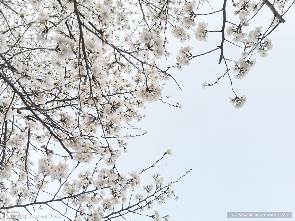 樱花