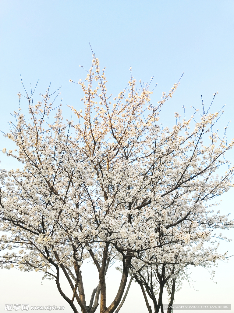 樱花