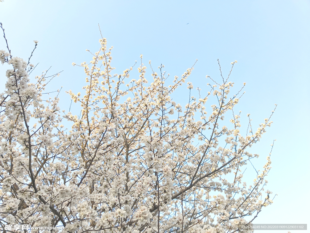 樱花 春天
