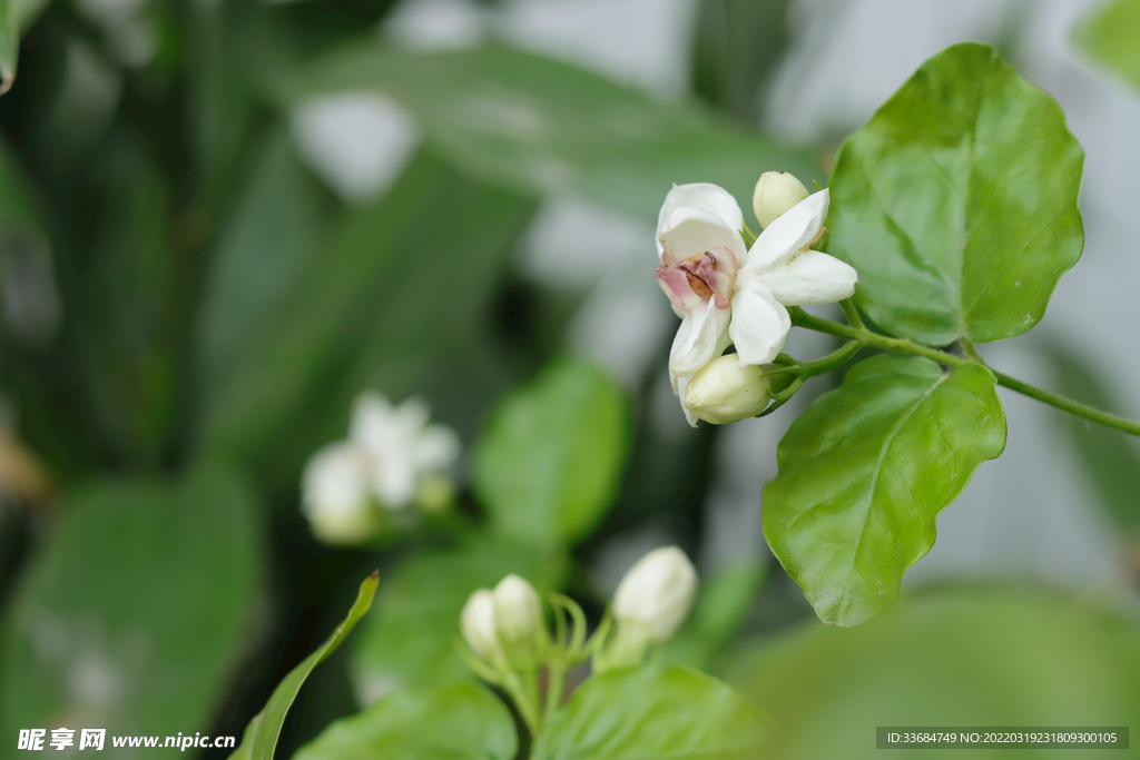 茉莉花