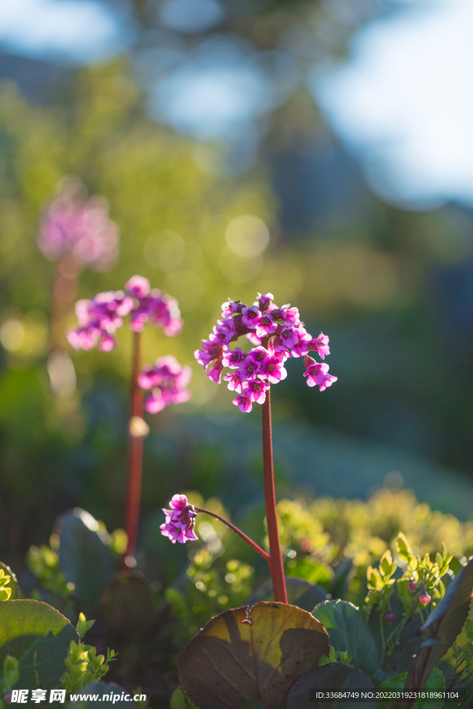 岩白菜 小粉花