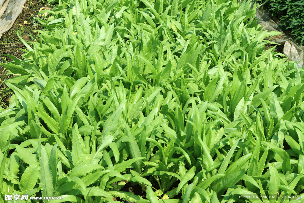 油麦菜