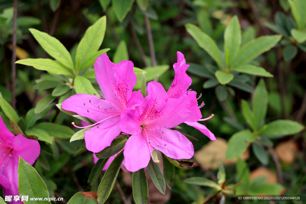 山杜鹃花