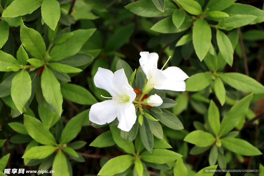 白色杜鹃花