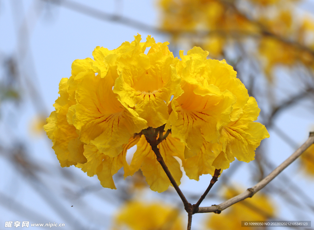 风铃花