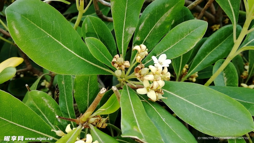 桂花苏州