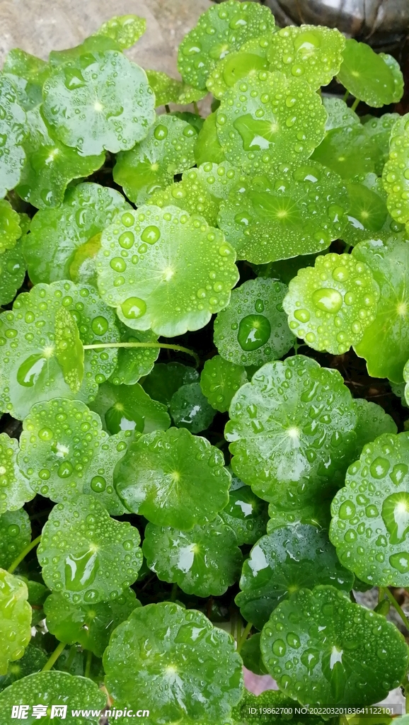铜钱草