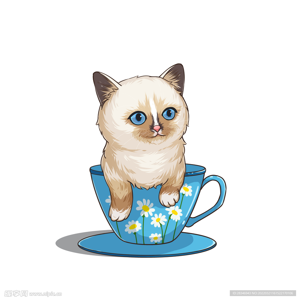 茶杯猫            