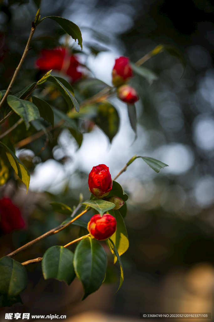 山茶花 鲜花图片