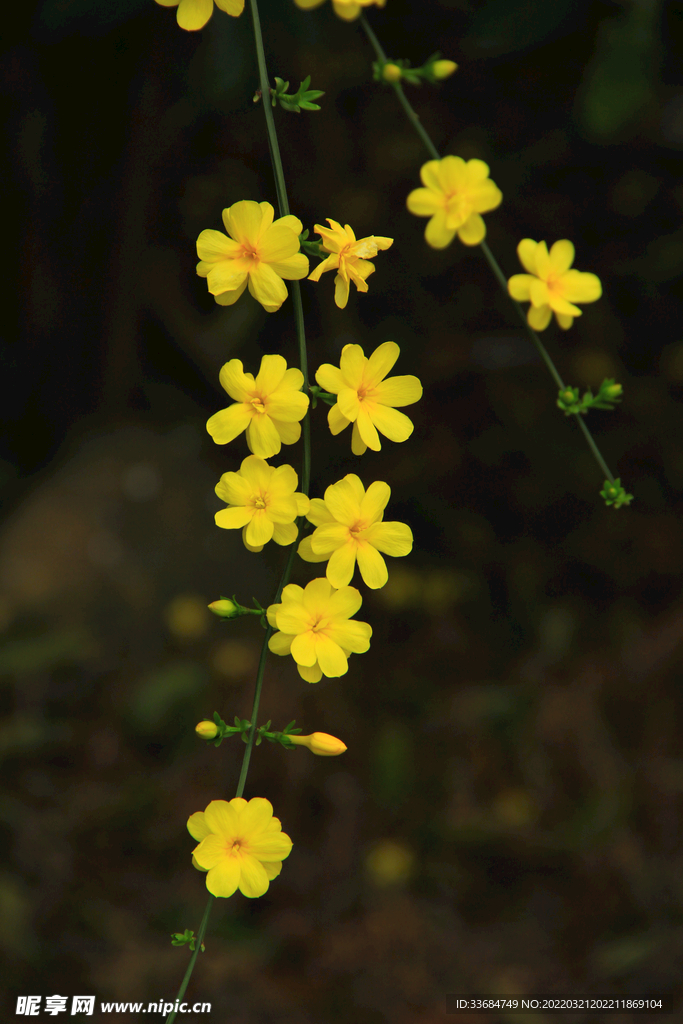 小黄花迎春花
