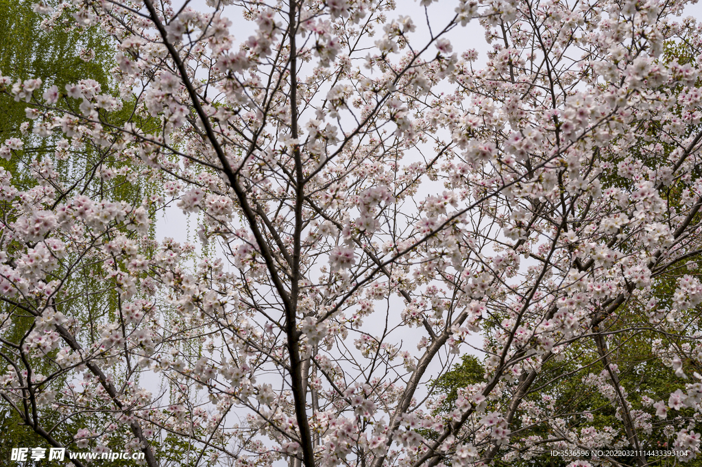 樱花盛开