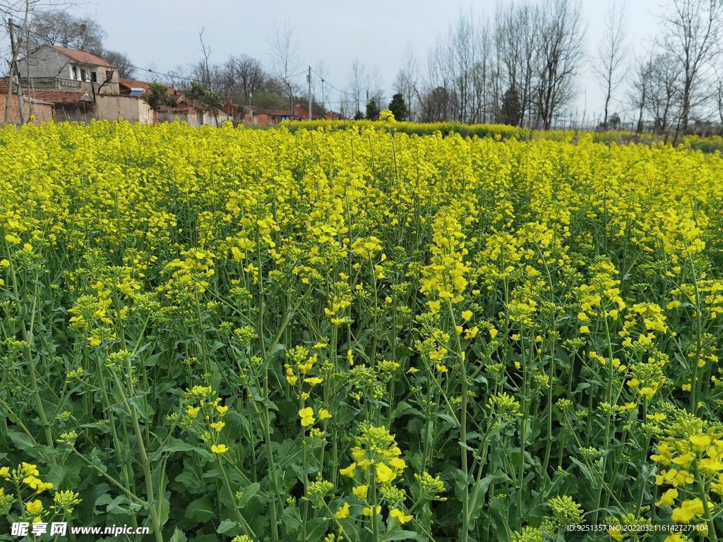 油菜花 春游 踏青节