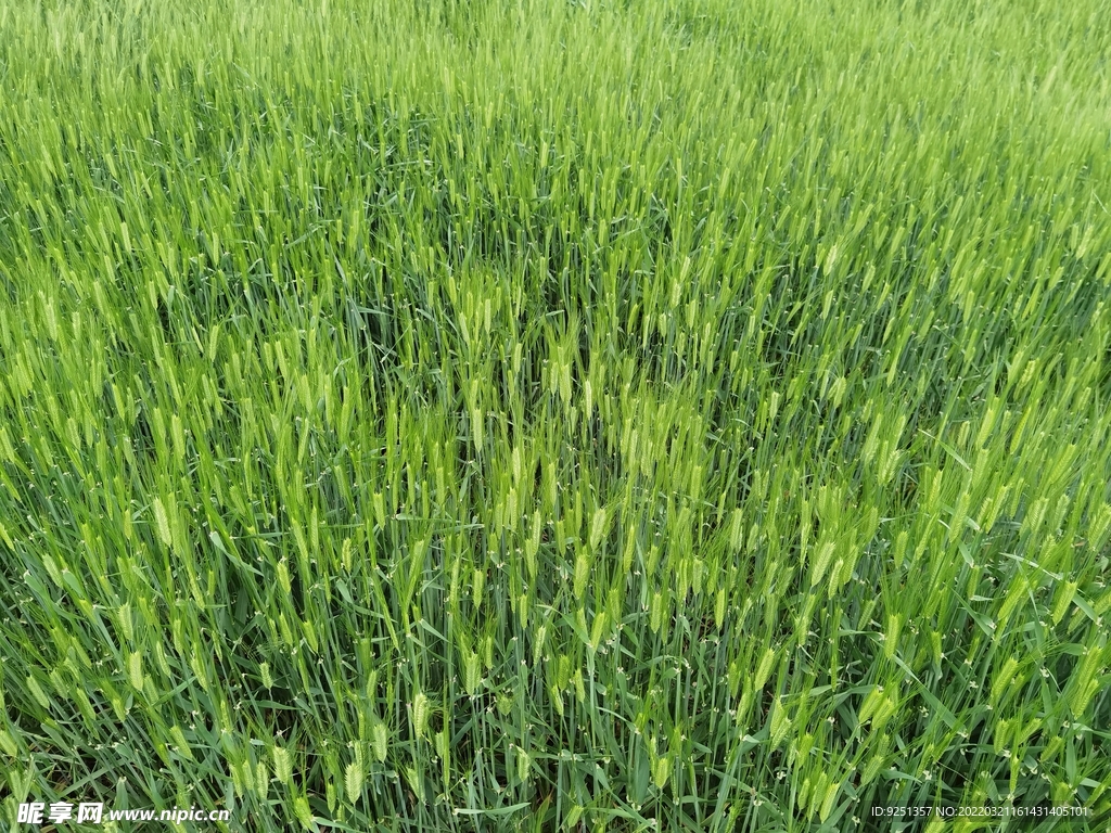 大麦 麦田 麦芒 麦穗 麦子 
