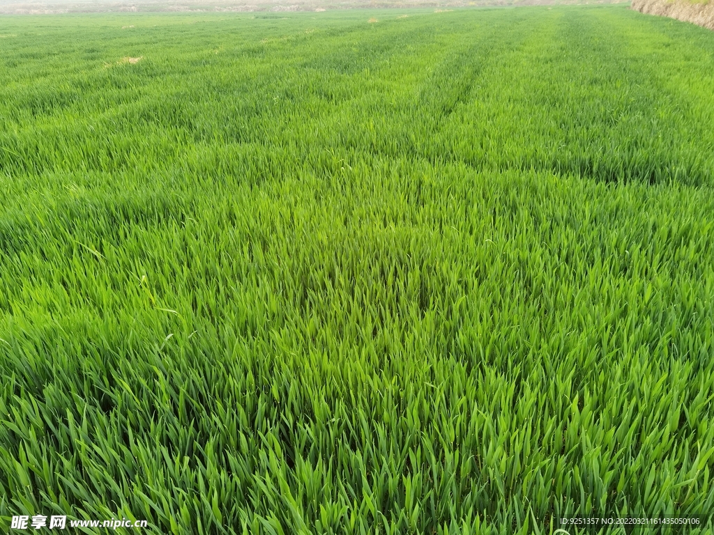 小麦 麦地 麦苗 青麦 农作物