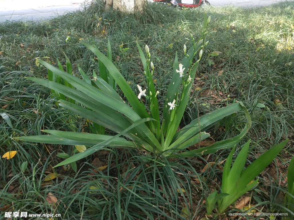 鸭儿花