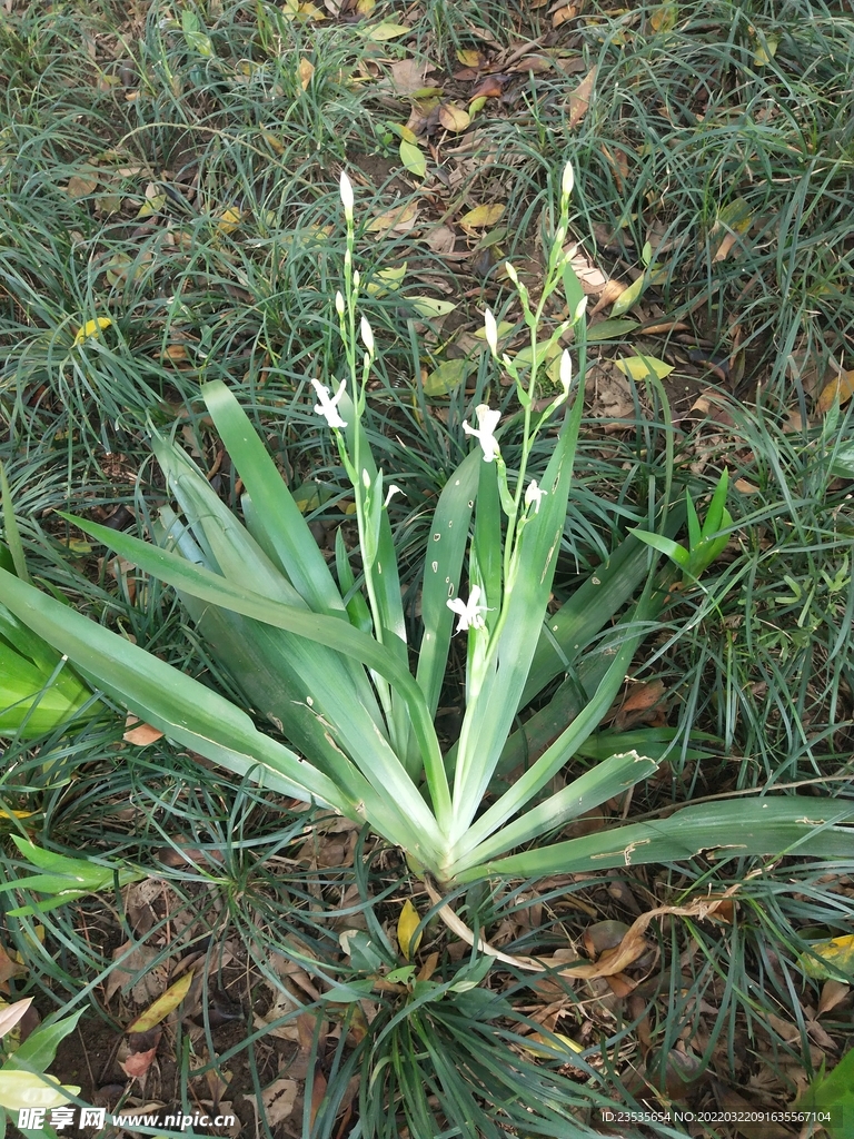 鸭儿花