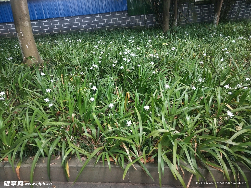 鸭儿花