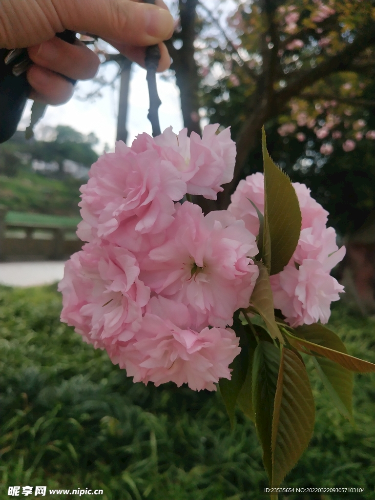 樱花 蓝天白云 春天的花  粉