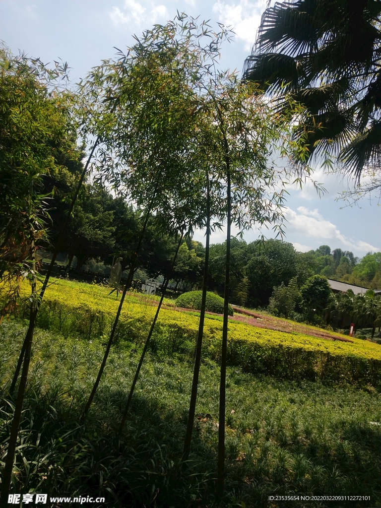 楠竹 景观竹