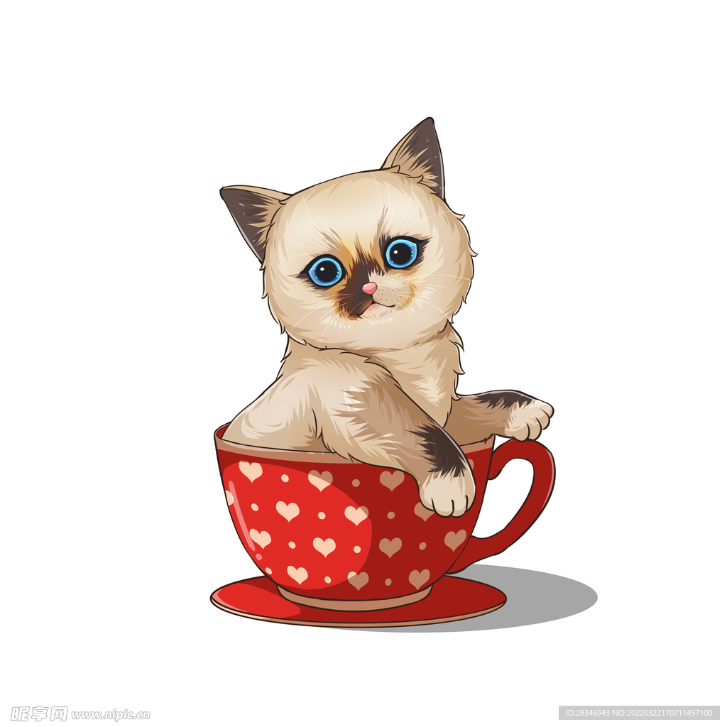 茶杯猫            