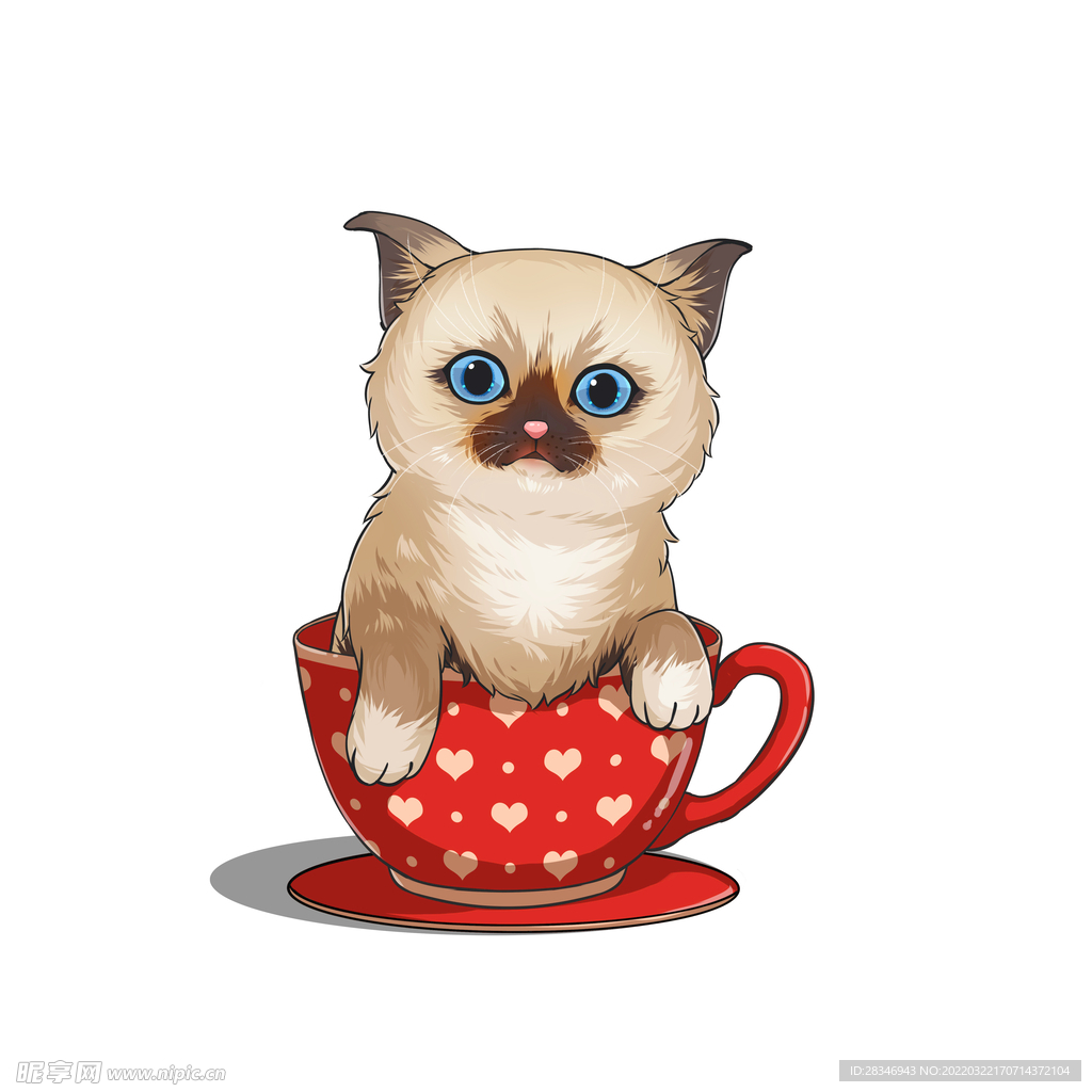 茶杯猫            