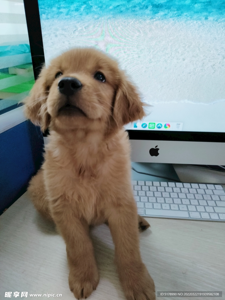 金毛 狗 