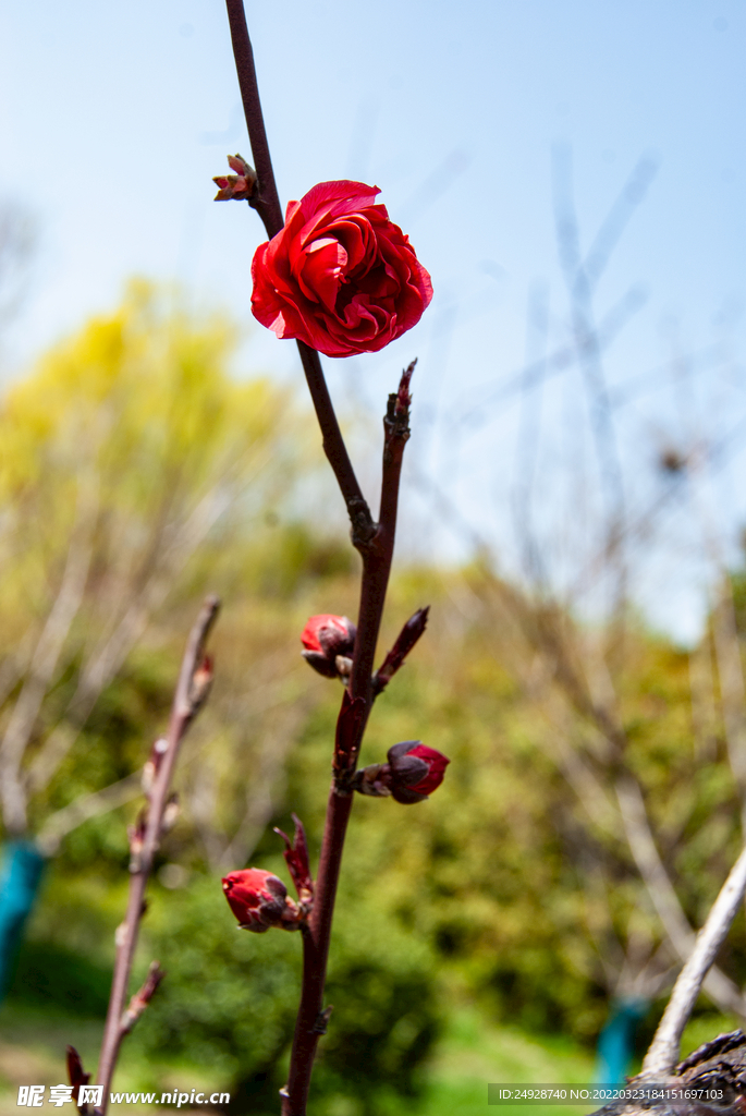 梅花