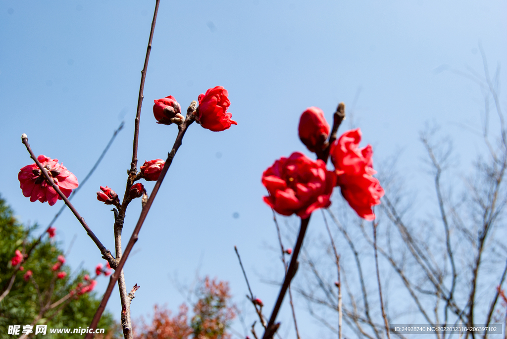 梅花