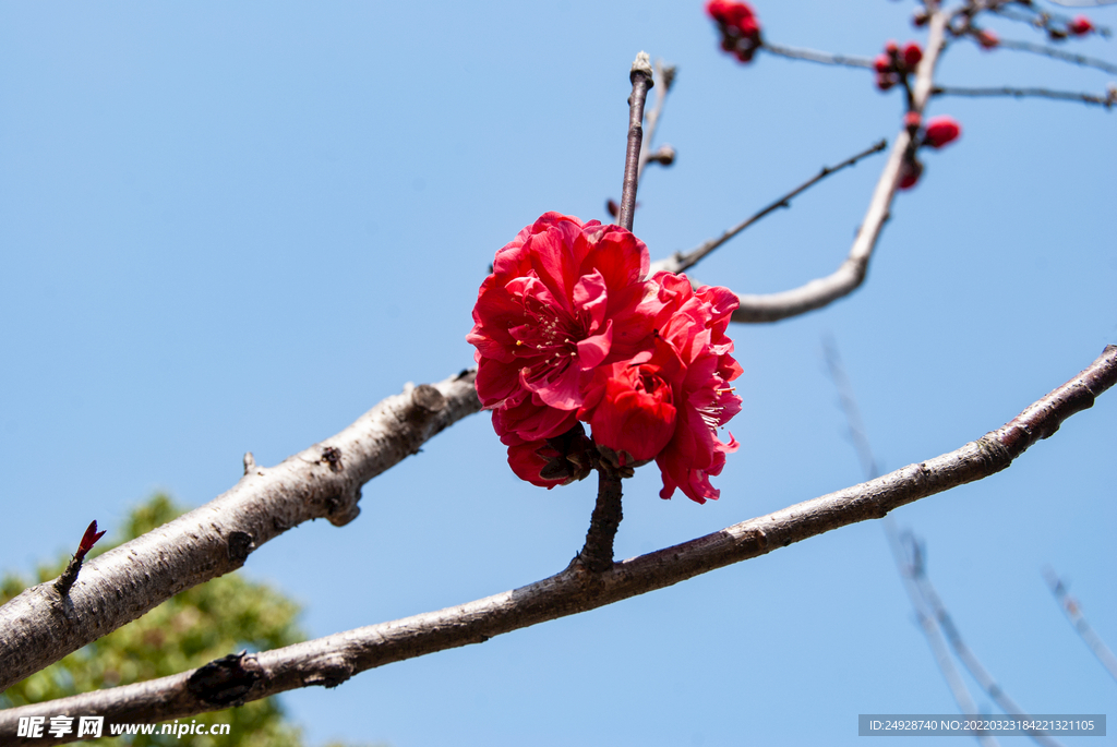 梅花