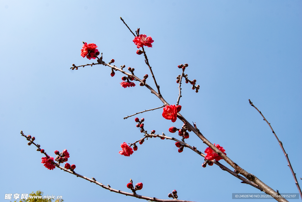 梅花