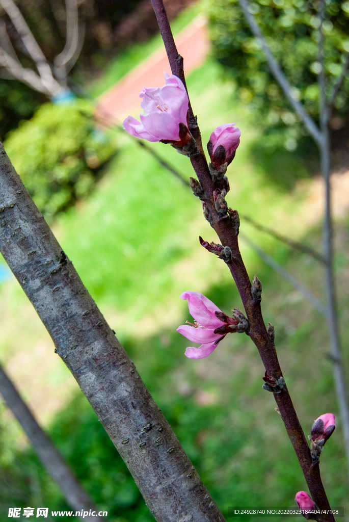 梅花