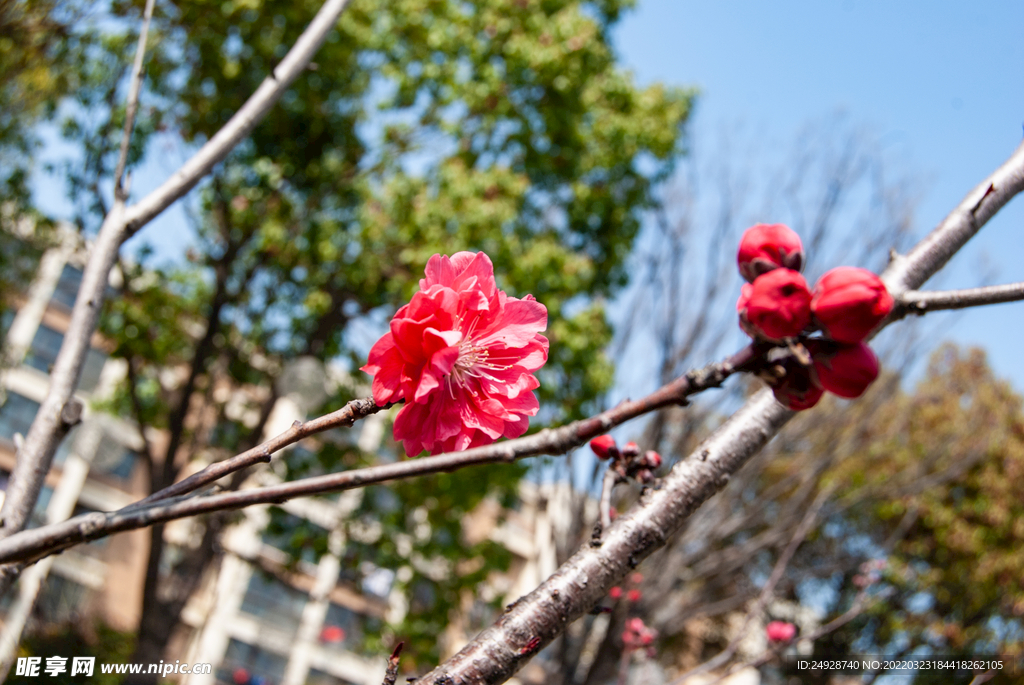 梅花