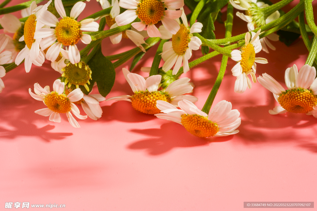 洋甘菊花朵图片