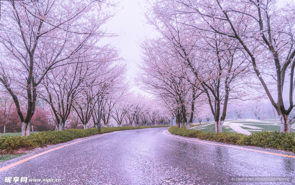 樱花