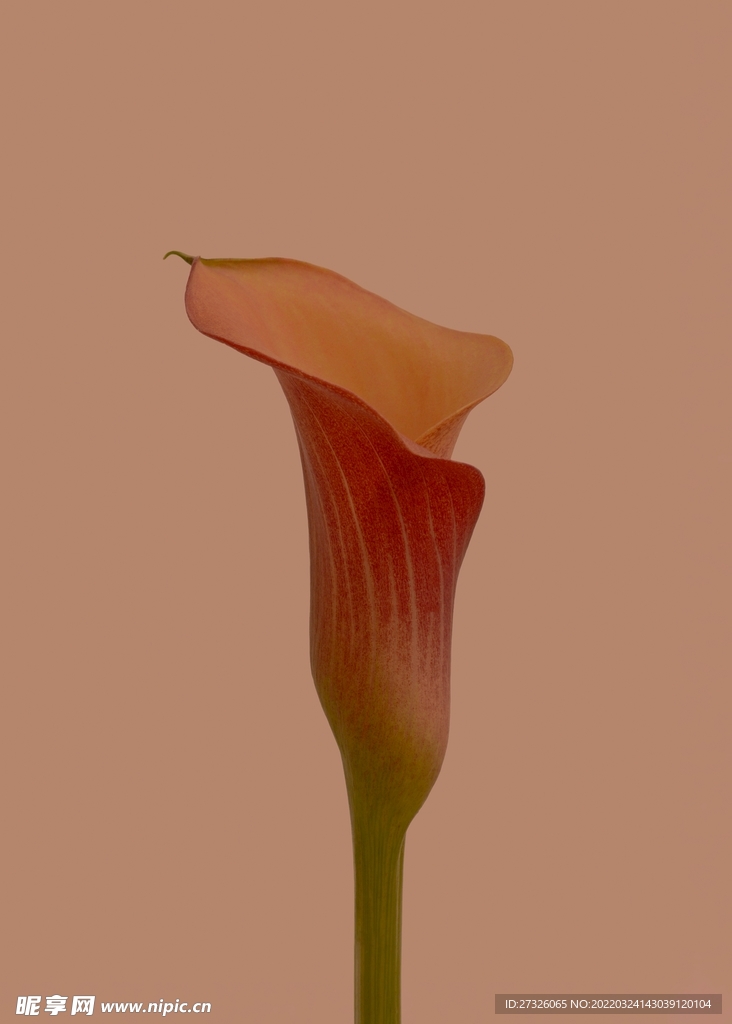 鲜花背景 