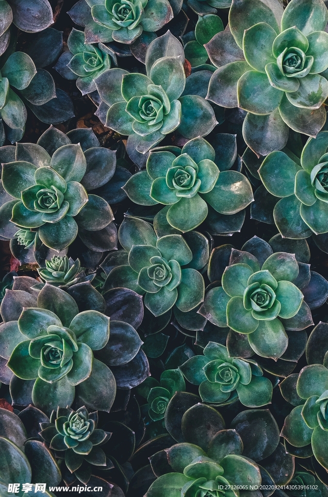 鲜花背景 