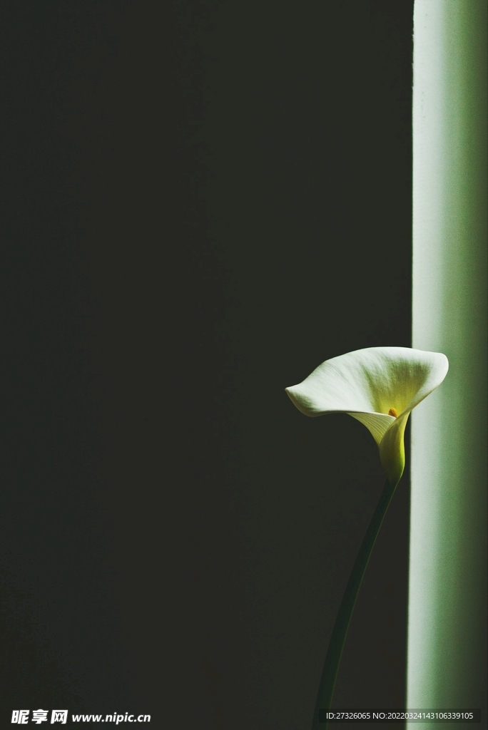 鲜花背景