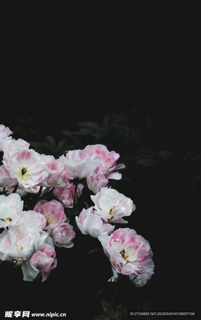 鲜花背景 