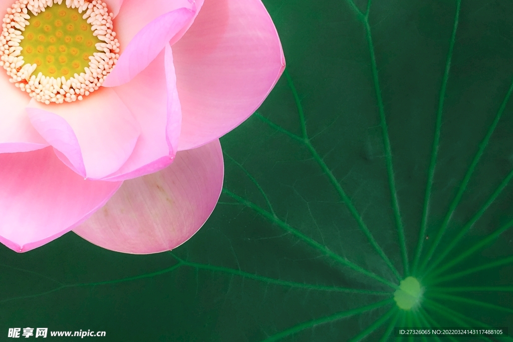 鲜花背景 