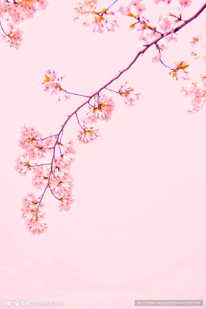 鲜花背景